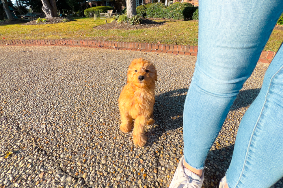 Cute Mini Goldendoodle Baby