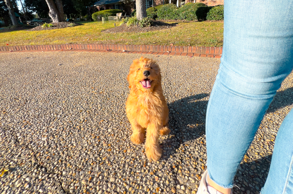 Mini Goldendoodle Puppy for Adoption