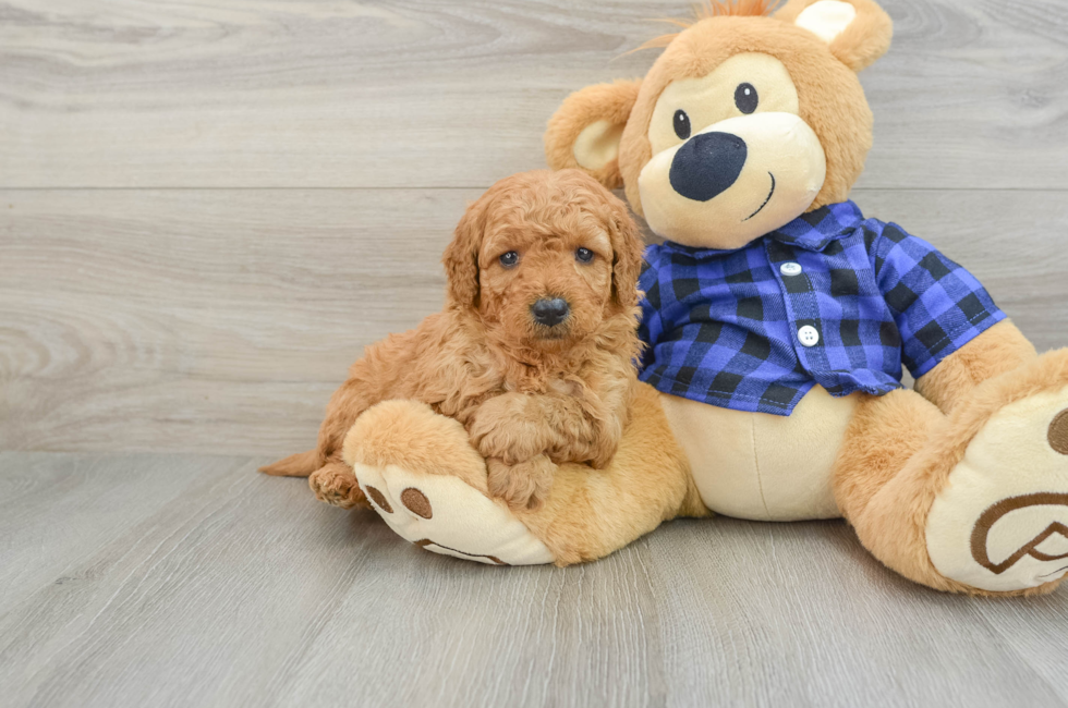 5 week old Mini Goldendoodle Puppy For Sale - Simply Southern Pups