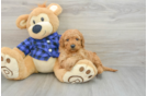 Small Mini Goldendoodle Baby