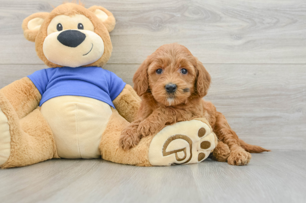 5 week old Mini Goldendoodle Puppy For Sale - Simply Southern Pups