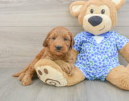 8 week old Mini Goldendoodle Puppy For Sale - Simply Southern Pups