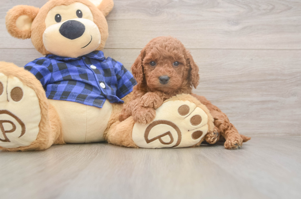 5 week old Mini Goldendoodle Puppy For Sale - Simply Southern Pups