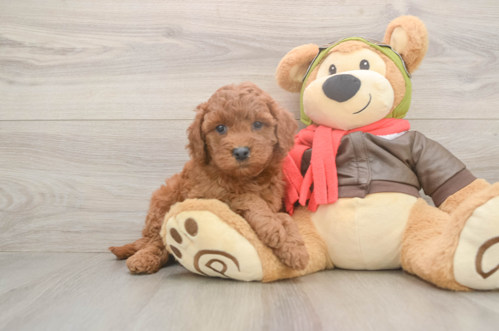 5 week old Mini Goldendoodle Puppy For Sale - Simply Southern Pups
