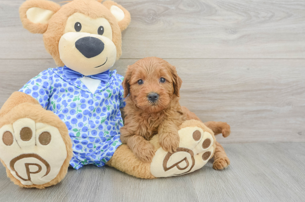 6 week old Mini Goldendoodle Puppy For Sale - Simply Southern Pups
