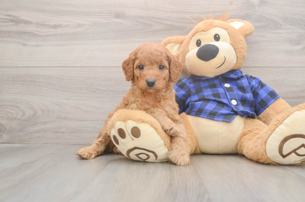 5 week old Mini Goldendoodle Puppy For Sale - Simply Southern Pups