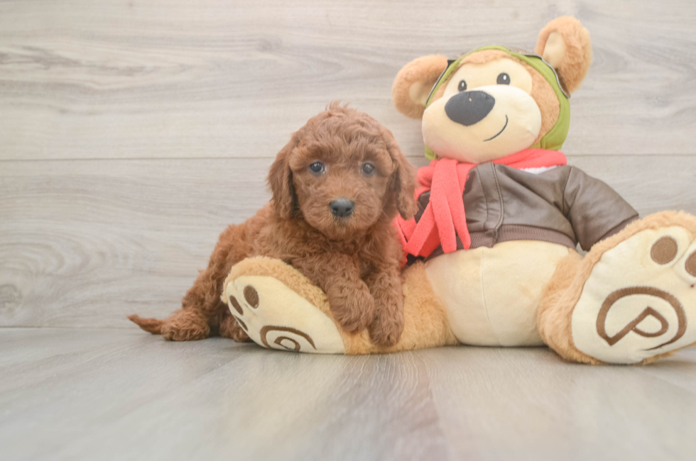 5 week old Mini Goldendoodle Puppy For Sale - Simply Southern Pups