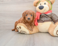 8 week old Mini Goldendoodle Puppy For Sale - Simply Southern Pups
