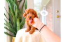 Mini Goldendoodle Puppy for Adoption