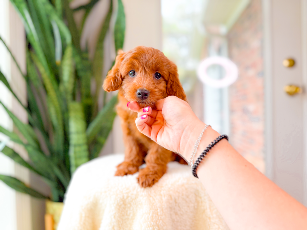 Mini Goldendoodle Puppy for Adoption