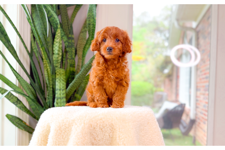 Cute Mini Goldendoodle Poodle Mix Pup