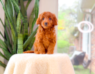 9 week old Mini Goldendoodle Puppy For Sale - Simply Southern Pups