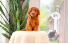 Cute Mini Goldendoodle Poodle Mix Pup