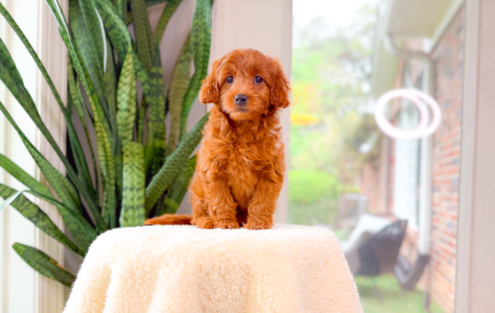 Cute Mini Goldendoodle Poodle Mix Pup