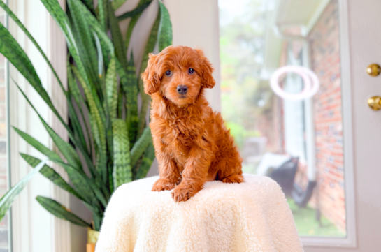 Cute Mini Goldiepoo Poodle Mix Puppy