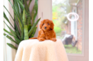 Mini Goldendoodle Pup Being Cute