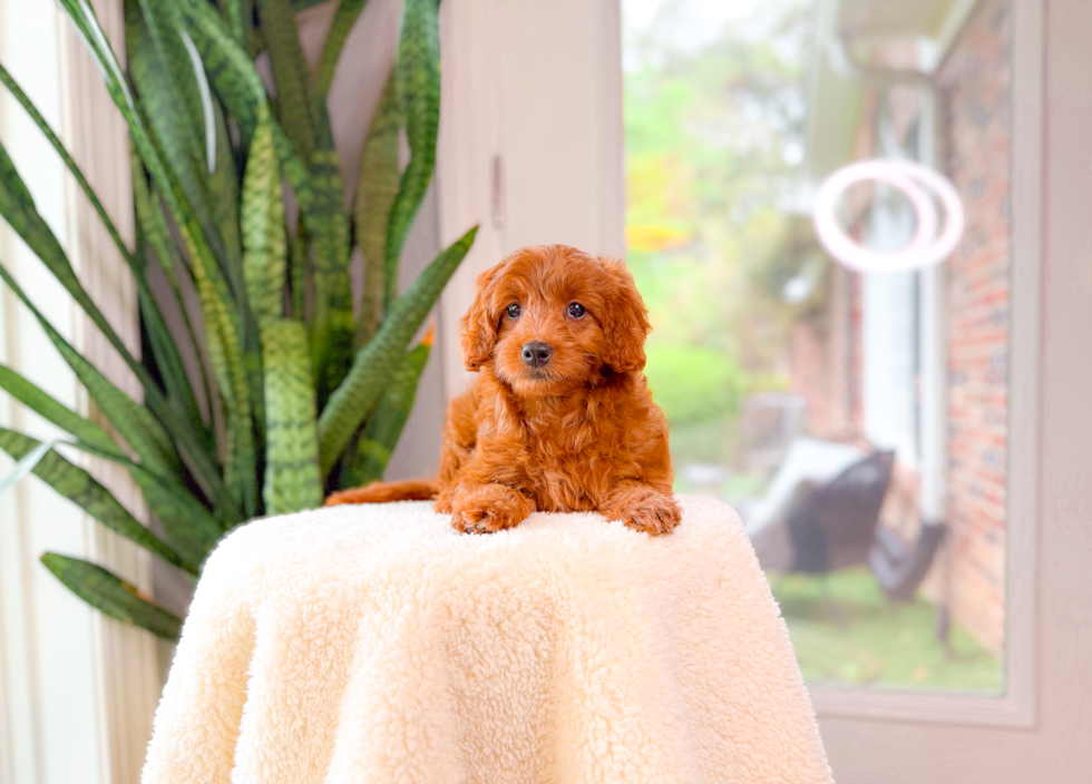 Mini Goldendoodle Pup Being Cute