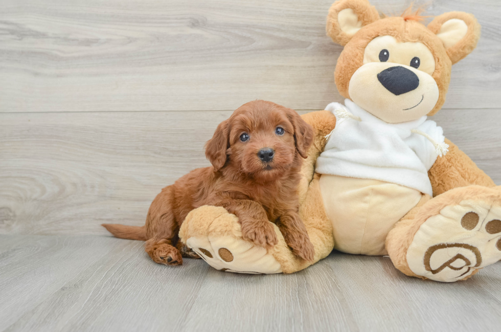 6 week old Mini Goldendoodle Puppy For Sale - Simply Southern Pups