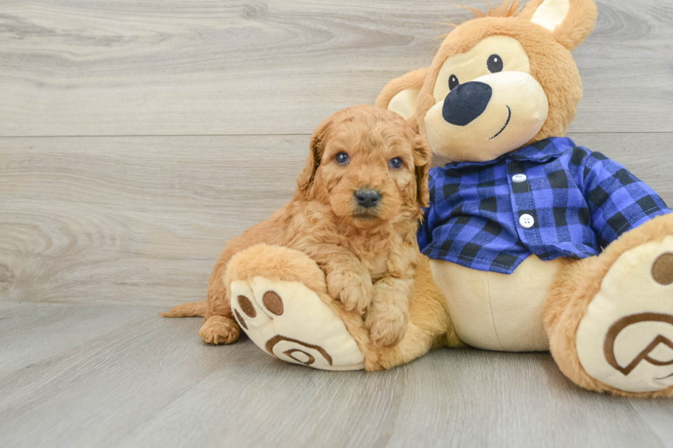 Adorable Golden Retriever Poodle Mix Poodle Mix Puppy