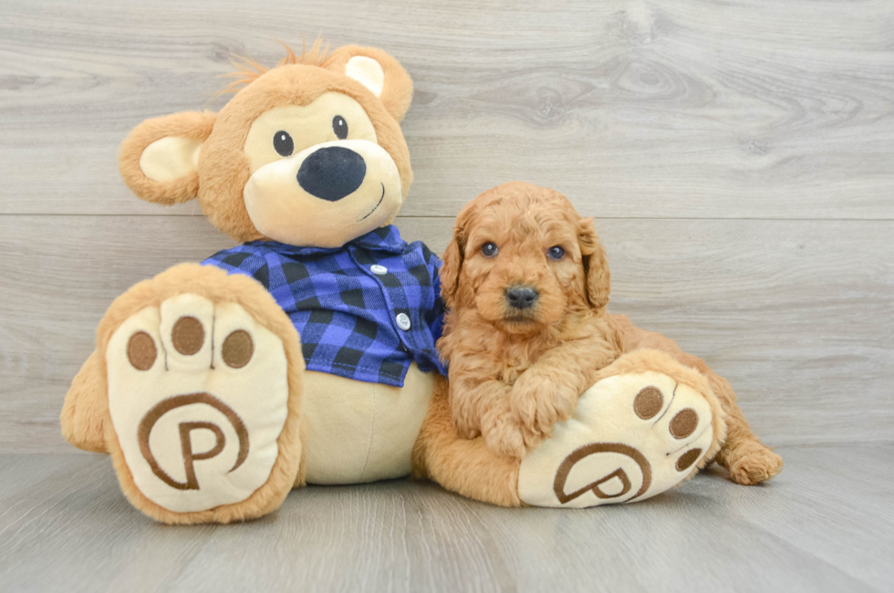 5 week old Mini Goldendoodle Puppy For Sale - Simply Southern Pups