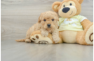 Sweet Mini Goldendoodle Baby