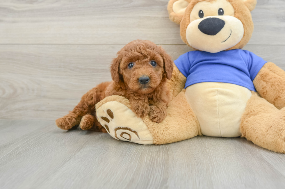 5 week old Mini Goldendoodle Puppy For Sale - Simply Southern Pups