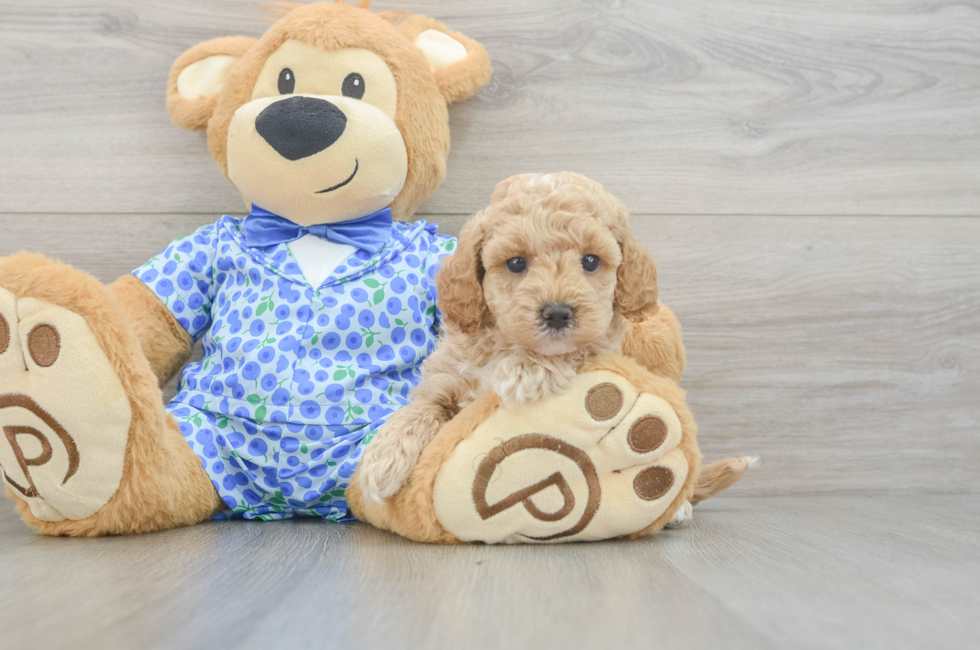 6 week old Mini Goldendoodle Puppy For Sale - Simply Southern Pups
