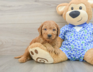 8 week old Mini Goldendoodle Puppy For Sale - Simply Southern Pups