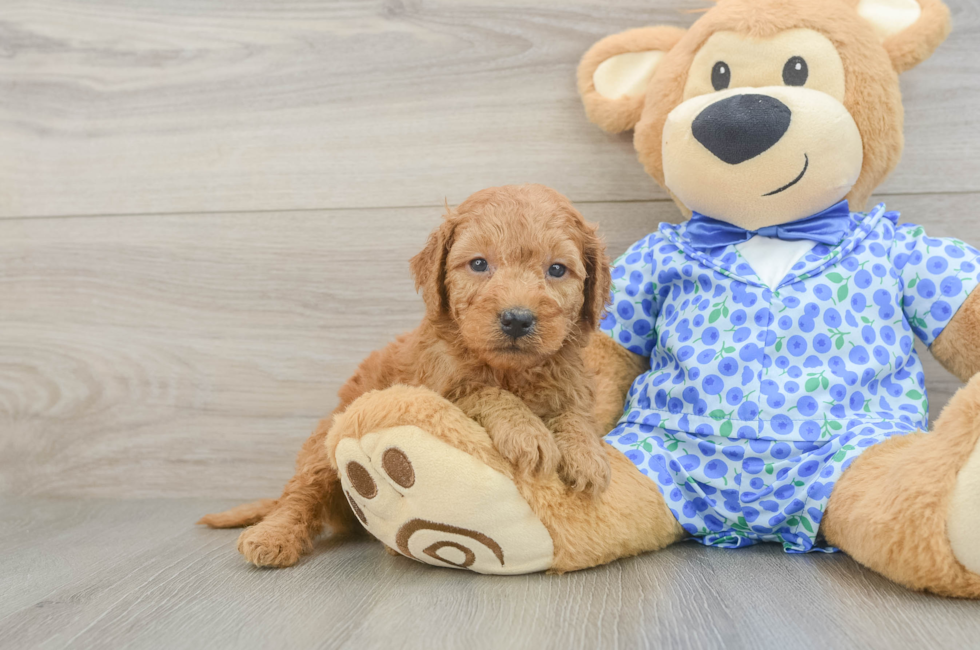 6 week old Mini Goldendoodle Puppy For Sale - Simply Southern Pups