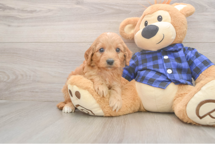 Mini Goldendoodle Pup Being Cute