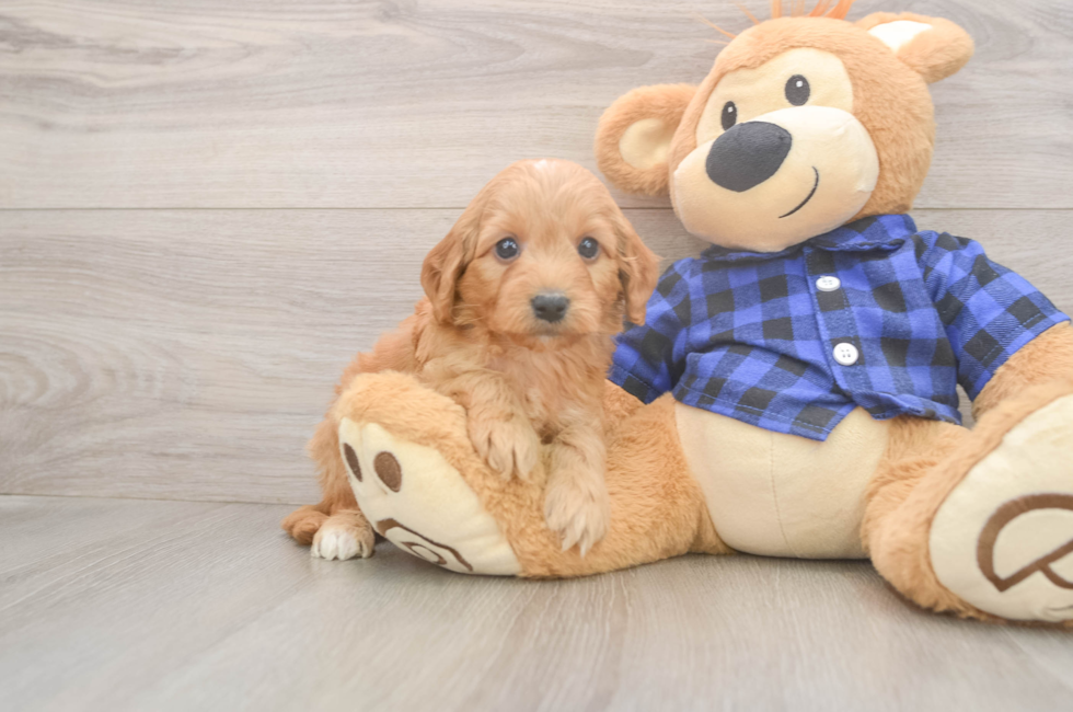 5 week old Mini Goldendoodle Puppy For Sale - Simply Southern Pups