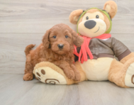 5 week old Mini Goldendoodle Puppy For Sale - Simply Southern Pups
