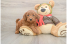 Mini Goldendoodle Puppy for Adoption