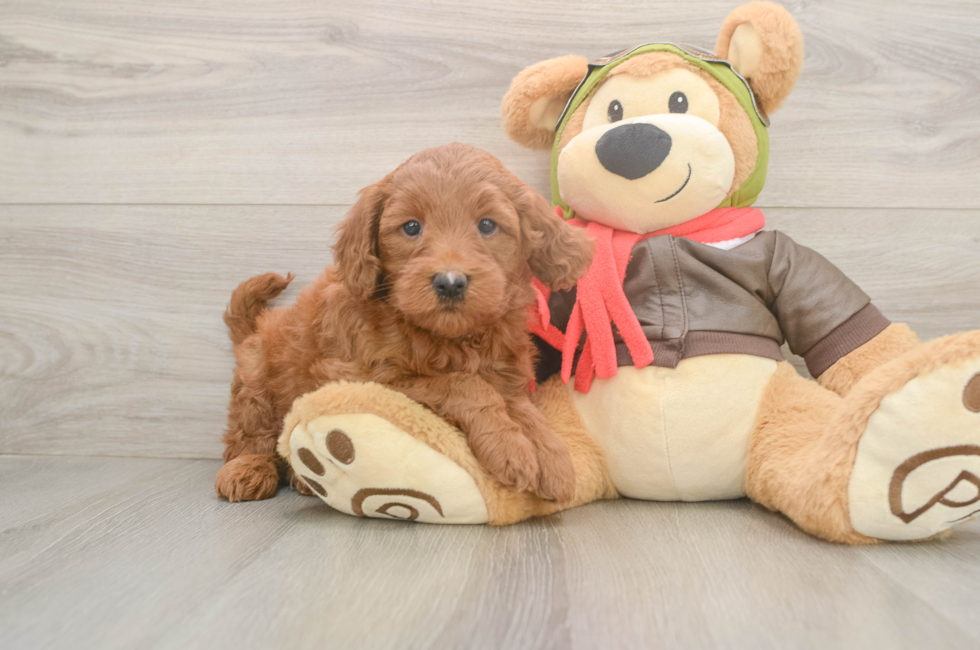 5 week old Mini Goldendoodle Puppy For Sale - Simply Southern Pups