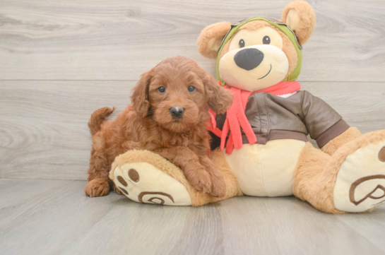 Mini Goldendoodle Puppy for Adoption