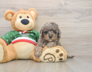 5 week old Mini Goldendoodle Puppy For Sale - Simply Southern Pups