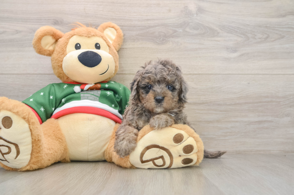 5 week old Mini Goldendoodle Puppy For Sale - Simply Southern Pups