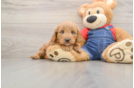 Little Mini Goldenpoo Poodle Mix Puppy