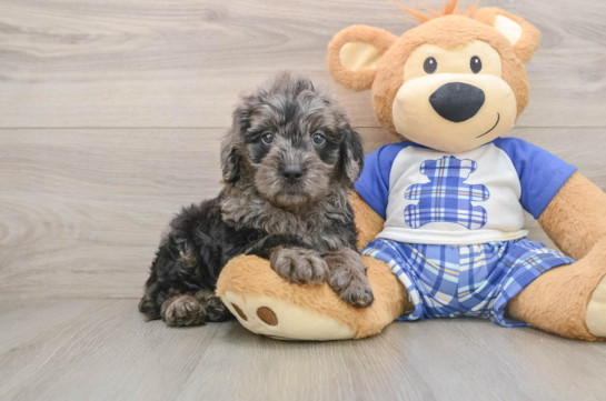 Funny Mini Goldendoodle Poodle Mix Pup