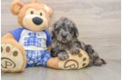 Best Mini Goldendoodle Baby