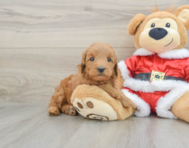 6 week old Mini Goldendoodle Puppy For Sale - Simply Southern Pups