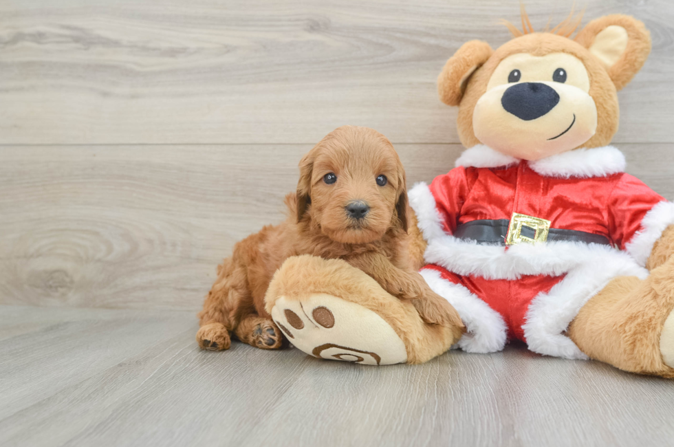 6 week old Mini Goldendoodle Puppy For Sale - Simply Southern Pups