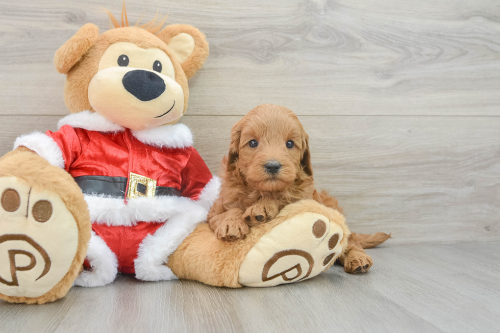 Sweet Mini Goldendoodle Baby