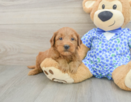 8 week old Mini Goldendoodle Puppy For Sale - Simply Southern Pups