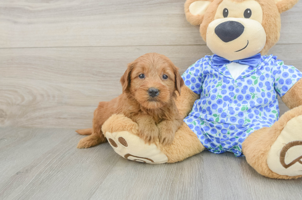 6 week old Mini Goldendoodle Puppy For Sale - Simply Southern Pups