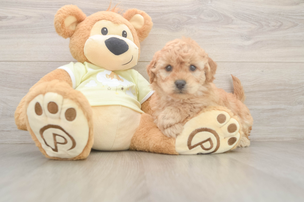 6 week old Mini Goldendoodle Puppy For Sale - Simply Southern Pups