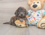 7 week old Mini Goldendoodle Puppy For Sale - Simply Southern Pups