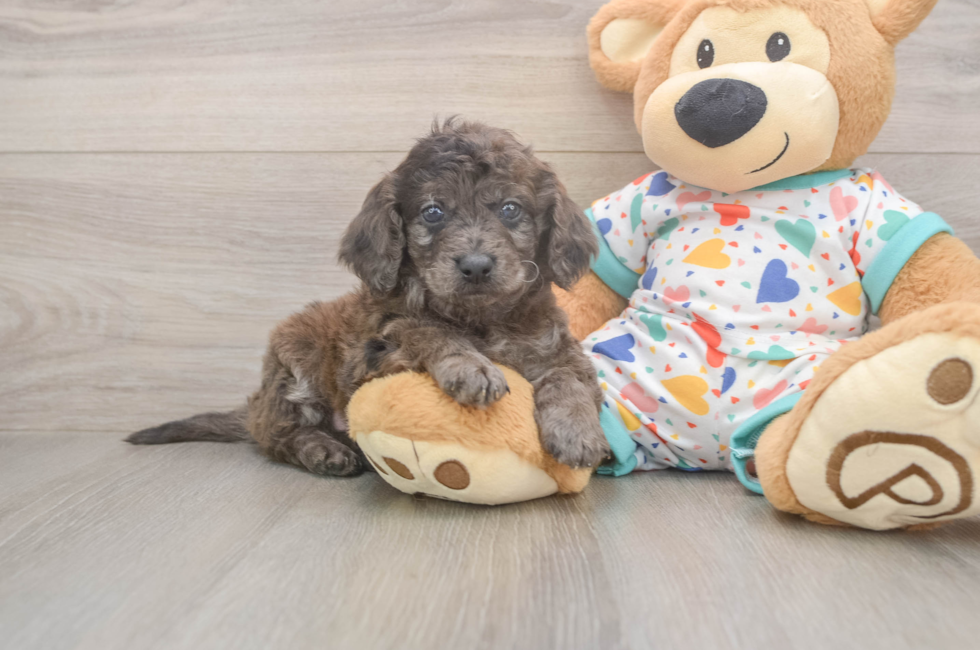 5 week old Mini Goldendoodle Puppy For Sale - Simply Southern Pups
