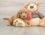 5 week old Mini Goldendoodle Puppy For Sale - Simply Southern Pups
