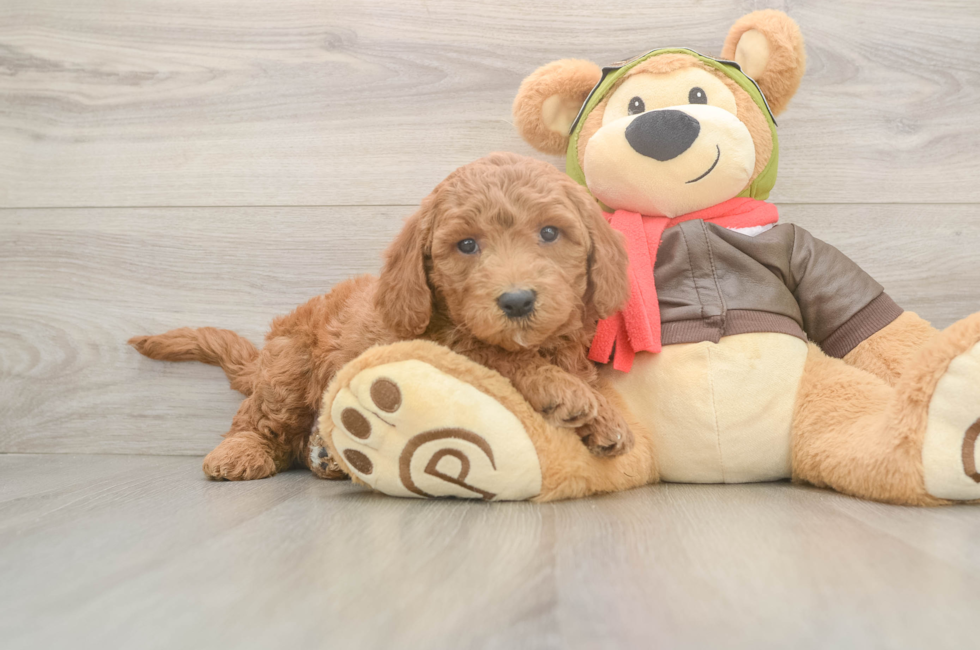 5 week old Mini Goldendoodle Puppy For Sale - Simply Southern Pups
